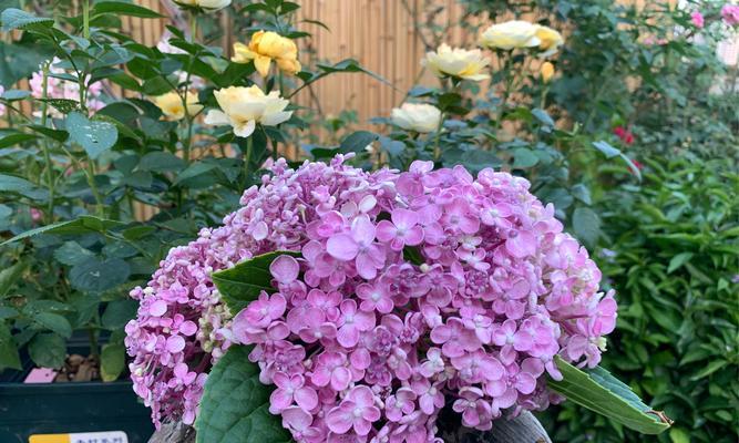 勇敢去爱花语是什么意思？如何用花表达勇气？