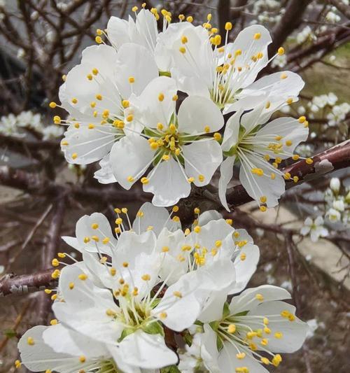 李花的花语有哪些？李花代表了什么？