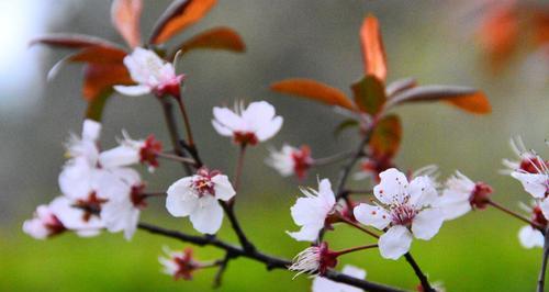 李花的花语有哪些？李花代表了什么？