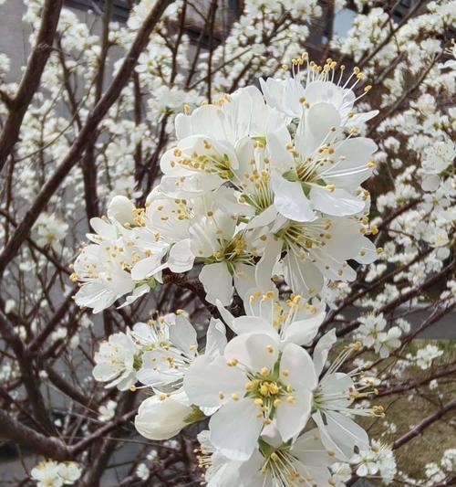 李花的花语有哪些？李花代表了什么？