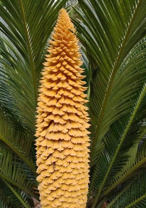 铁树花的花语是什么？铁树花象征着什么？