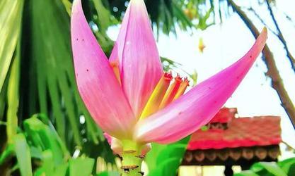 黄芭蕉的花语是什么？黄芭蕉代表了什么？