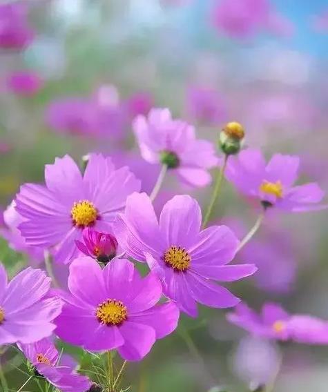 漫天的花语是什么？漫天的花象征着什么？