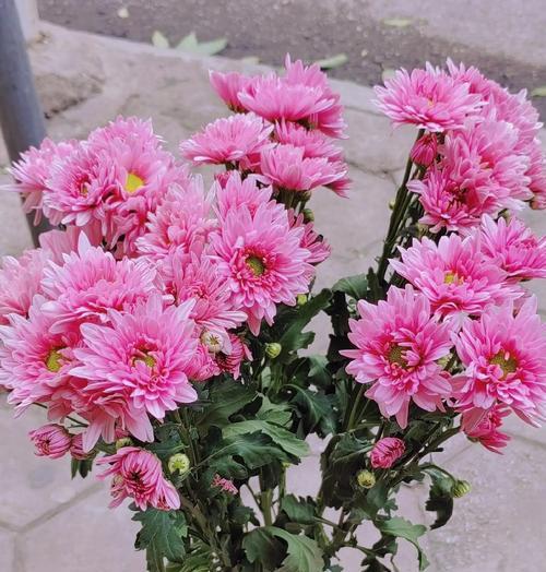 花语是什么呀？如何理解花的语言？