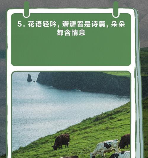 花语是什么呀？如何理解花的语言？