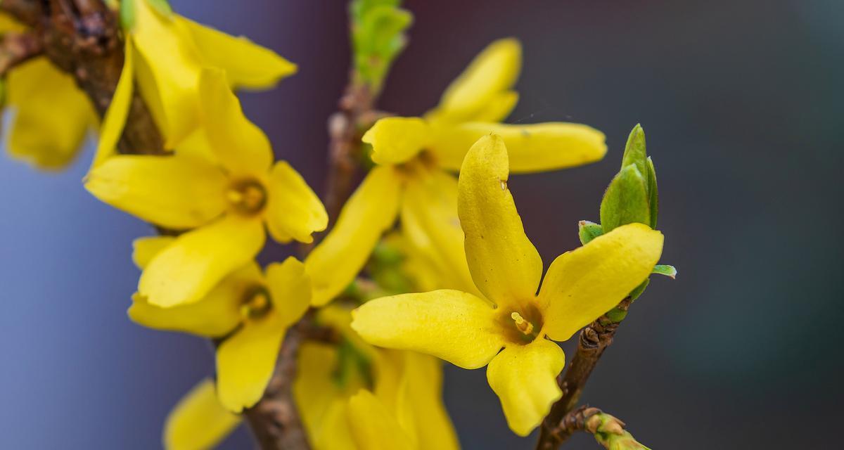 花语残暴的花有哪些？这些花代表了什么？