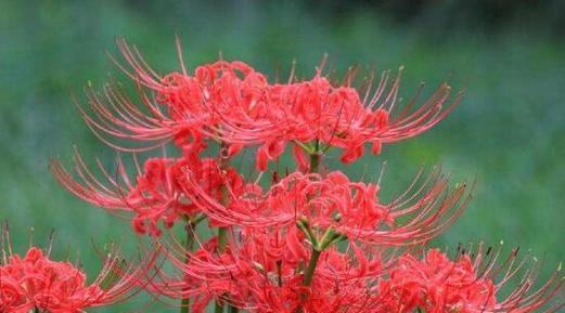花语残暴的花有哪些？这些花代表了什么？