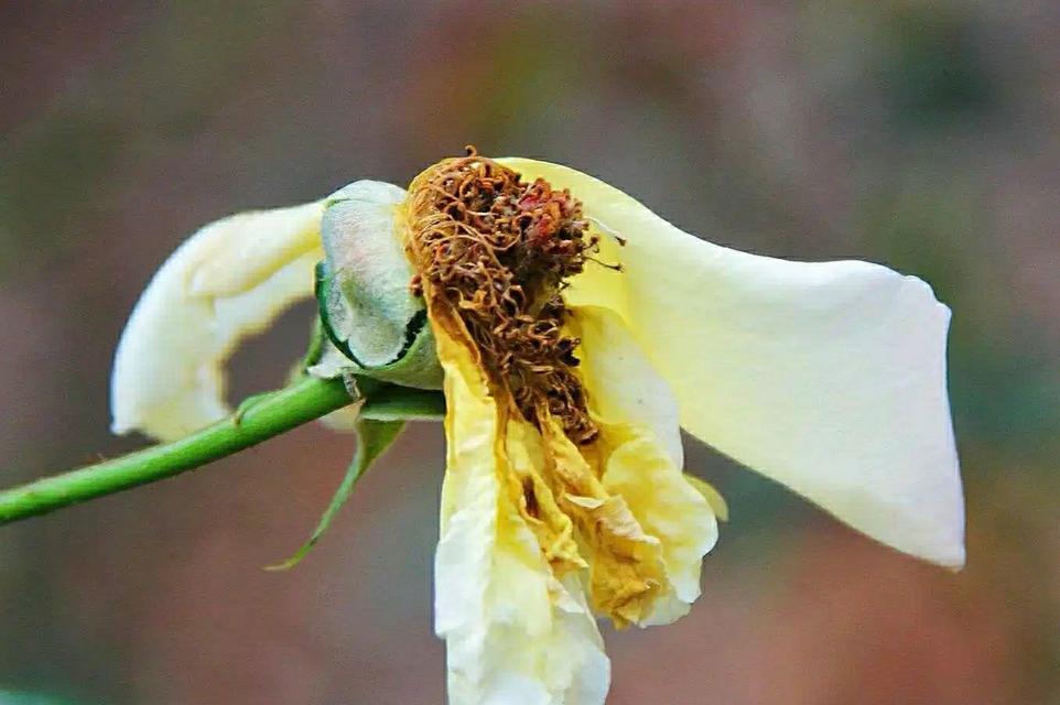 花语残暴的花有哪些？这些花代表了什么？