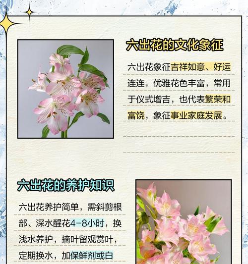 最吉祥的花语是什么？哪些花语寓意吉祥？