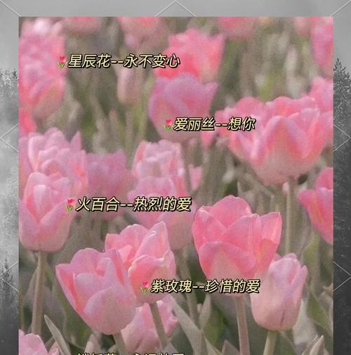 这些常见花卉的花语你知道吗？如何挑选？