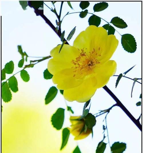 刺毛花代表什么？它的花语有哪些含义？