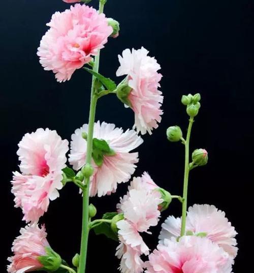 刺毛花代表什么？它的花语有哪些含义？