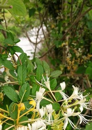 千银花的花语是什么？它象征着什么？