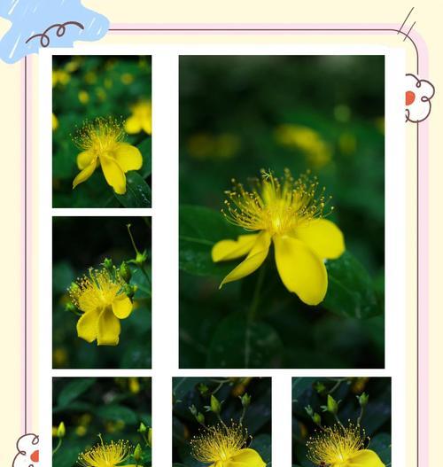 桃子花的花语是什么？它在爱情中代表什么？