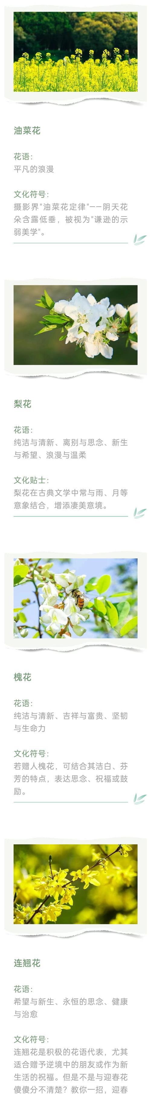 蜻蜓凤梨的花语是什么？它在送礼中有何含义？
