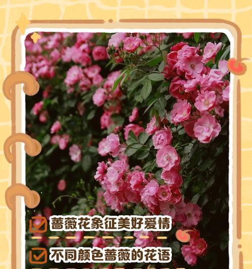 复古蔷薇的花语是什么？它在传统中代表什么？