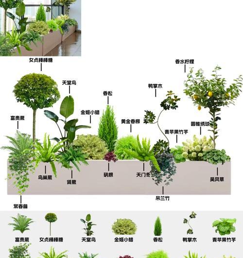 绣球蕨叶的花语是什么？它有何特别含义？