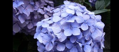 绣球蕨叶的花语是什么？它有何特别含义？