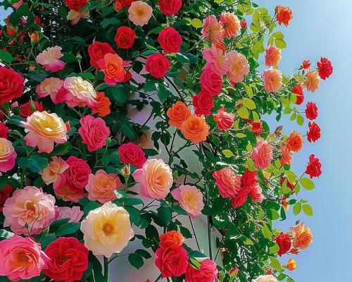 月光蔷薇的花语是什么？它在夜晚代表什么？