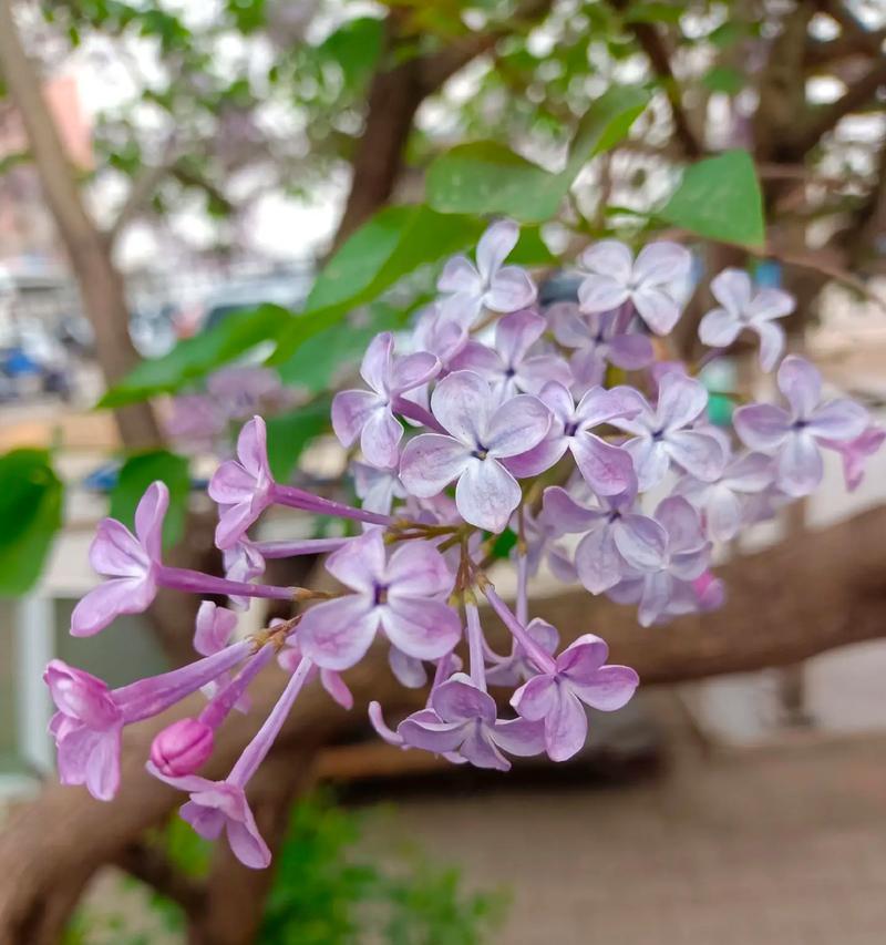 丁香的花语是什么？它在文学中象征着什么？