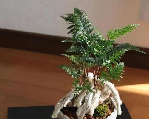 蕨的花语寓意是什么？它在自然界中代表什么？