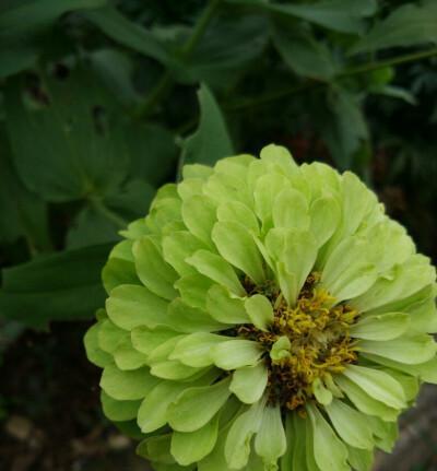 苹果草的花语是什么？它在植物界有何意义？