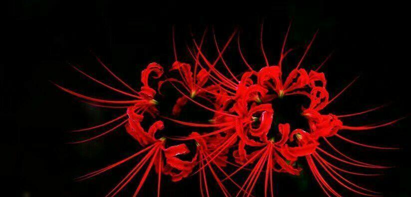 红梅送花的花语是什么？它在春节中象征着什么？
