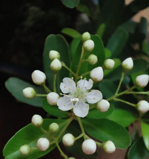 火棘花的花语是什么意思？