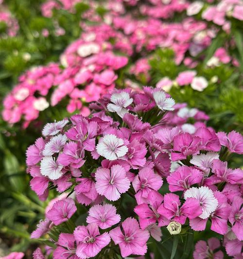 须刨石竹花语代表什么？