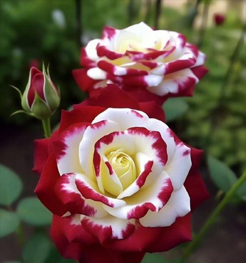 月季花开花语是什么意思？