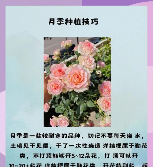 月季花开花语是什么意思？