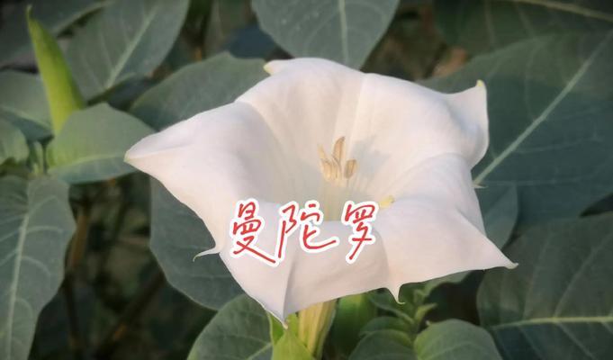 紫陀萝花的花语代表什么？