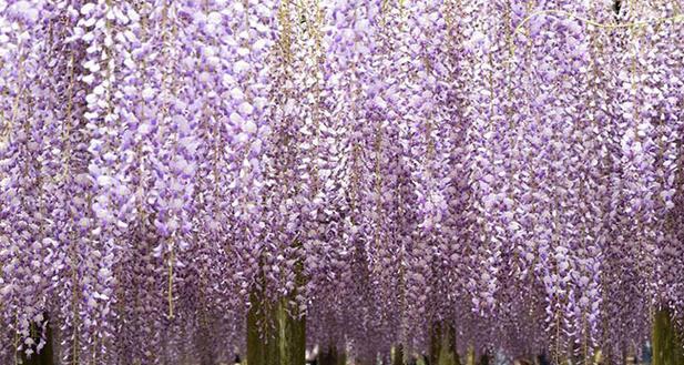 紫陀萝花的花语代表什么？