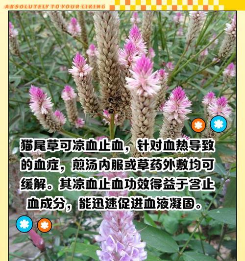 猫尾红的花语代表什么？
