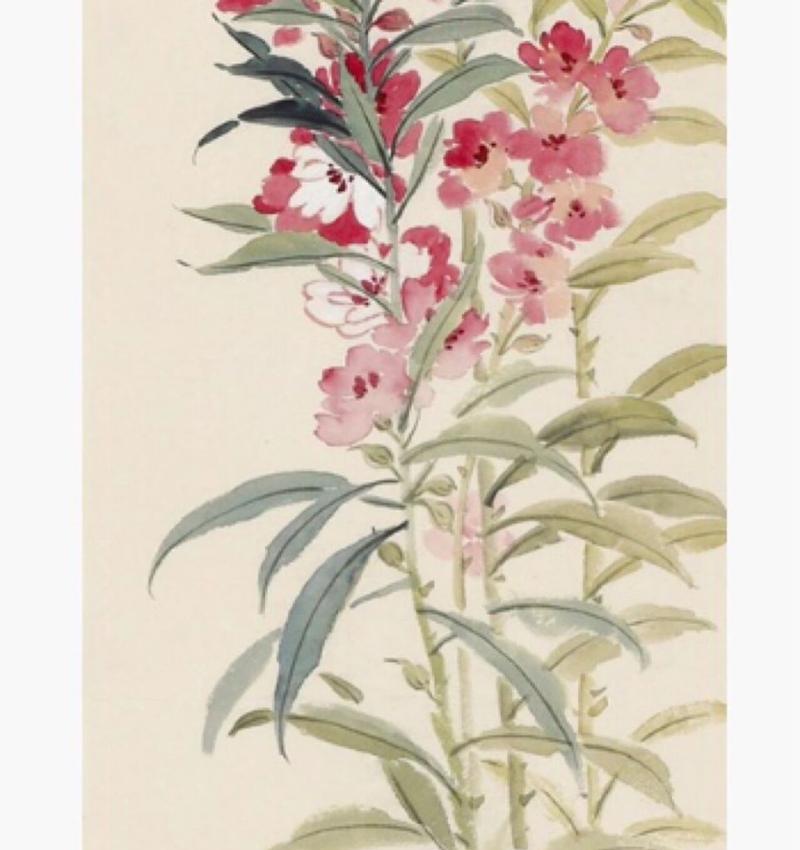 超级凤仙花语代表什么含义？