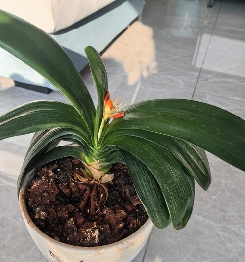 君子兰花语牌代表什么含义？