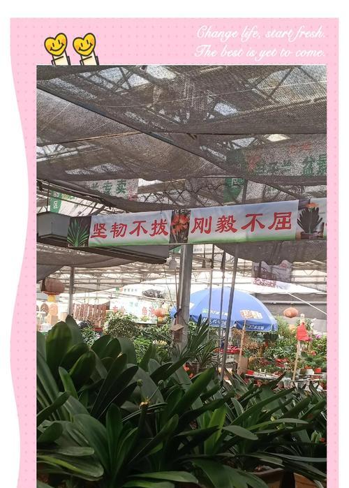 君子兰花语牌代表什么含义？