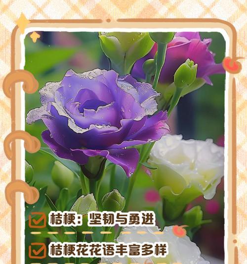 吉梗玫瑰花语代表什么？