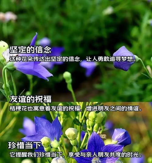 吉梗玫瑰花语代表什么？
