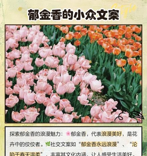紫玉金香花语代表什么含义？