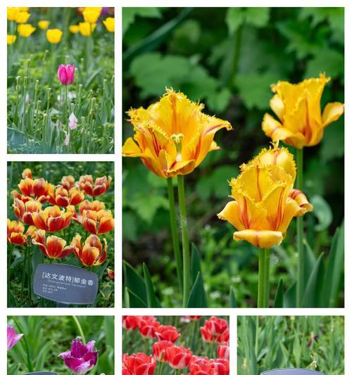紫玉金香花语代表什么含义？