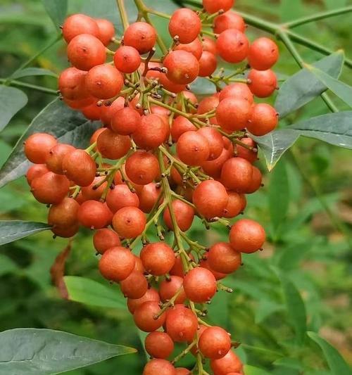 南天竹果花语代表什么含义？
