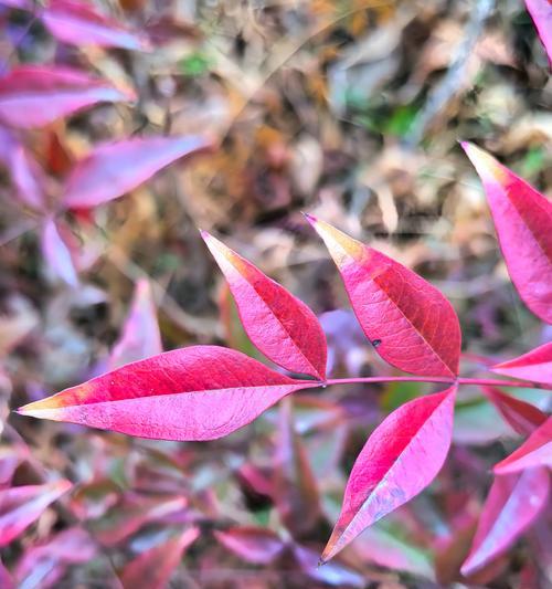 南天竹果花语代表什么含义？