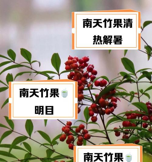 南天竹果花语代表什么含义？