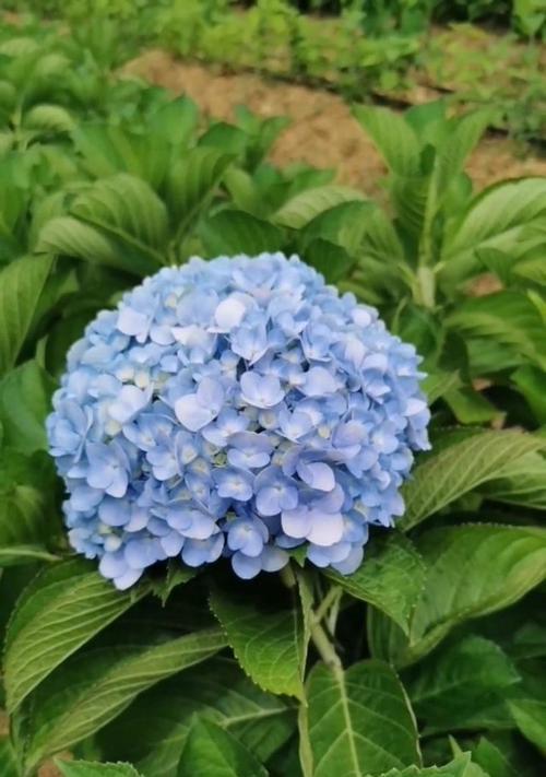 兰色绣球花语代表什么含义？
