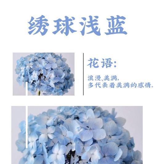 兰色绣球花语代表什么含义？