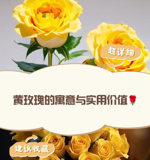 6黄玫瑰花语代表什么含义？