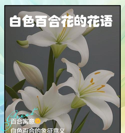 掌花语是什么？掌花寓意有哪些？