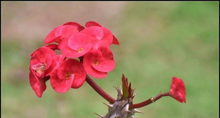刺梅花象征着什么？刺梅花的花语有哪些？