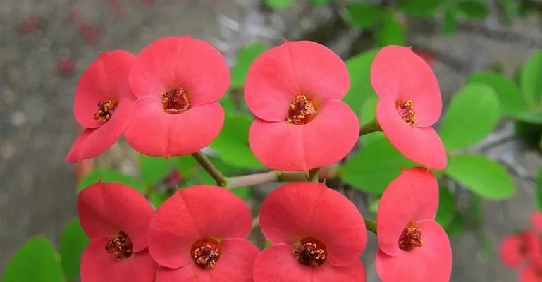 刺梅花象征着什么？刺梅花的花语有哪些？